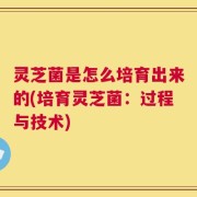 灵芝菌是怎么培育出来的(培育灵芝菌：过程与技术)