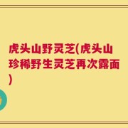 虎头山野灵芝(虎头山珍稀野生灵芝再次露面)