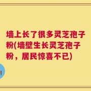 墙上长了很多灵芝孢子粉(墙壁生长灵芝孢子粉，居民惊喜不已)