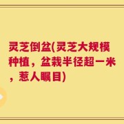 灵芝倒盆(灵芝大规模种植，盆栽半径超一米，惹人瞩目)
