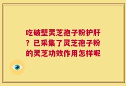 吃破壁灵芝孢子粉护肝？已采集了灵芝孢子粉的灵芝功效作用怎样呢