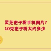 灵芝孢子粉手机图片？10克孢子粉大约多少