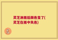 灵芝淋雨后颜色变了(灵芝在雨中失色)