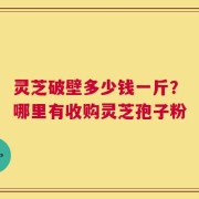 灵芝破壁多少钱一斤？哪里有收购灵芝孢子粉