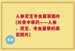 人参灵芝冬虫夏草图片(珍贵中草药——人参、灵芝、冬虫夏草的真实照片)