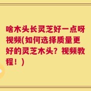 啥木头长灵芝好一点呀视频(如何选择质量更好的灵芝木头？视频教程！)