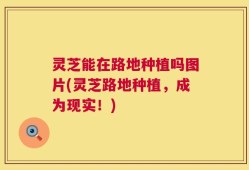 灵芝能在路地种植吗图片(灵芝路地种植，成为现实！)