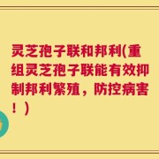 灵芝孢子联和邦利(重组灵芝孢子联能有效抑制邦利繁殖，防控病害！)
