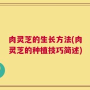 肉灵芝的生长方法(肉灵芝的种植技巧简述)