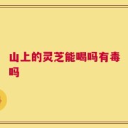 山上的灵芝能喝吗有毒吗