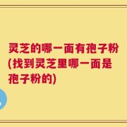 灵芝的哪一面有孢子粉(找到灵芝里哪一面是孢子粉的)