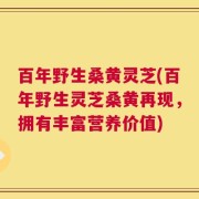 百年野生桑黄灵芝(百年野生灵芝桑黄再现，拥有丰富营养价值)