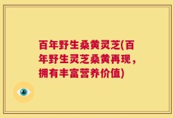 百年野生桑黄灵芝(百年野生灵芝桑黄再现，拥有丰富营养价值)