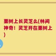 栗树上长灵芝么(林间神奇！灵芝开在栗树上)