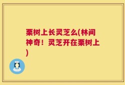 栗树上长灵芝么(林间神奇！灵芝开在栗树上)