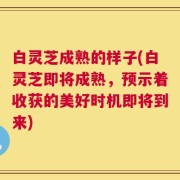 白灵芝成熟的样子(白灵芝即将成熟，预示着收获的美好时机即将到来)