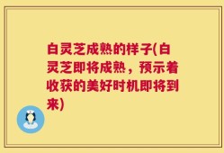 白灵芝成熟的样子(白灵芝即将成熟，预示着收获的美好时机即将到来)