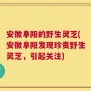 安徽阜阳的野生灵芝(安徽阜阳发现珍贵野生灵芝，引起关注)