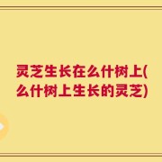 灵芝生长在么什树上(么什树上生长的灵芝)