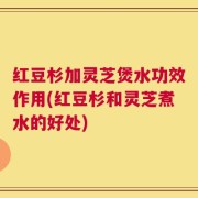 红豆杉加灵芝煲水功效作用(红豆杉和灵芝煮水的好处)