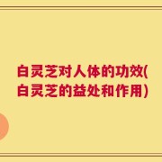 白灵芝对人体的功效(白灵芝的益处和作用)