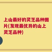 上山最好的灵芝品种图片(发现最优异的山上灵芝品种)