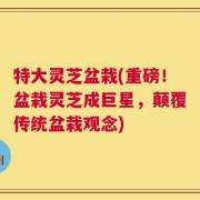 特大灵芝盆栽(重磅！盆栽灵芝成巨星，颠覆传统盆栽观念)