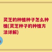 灵芝的种植种子怎么种植(灵芝种子的种植方法详解)