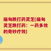 缅甸跌打药灵芝(缅甸灵芝跌打药：一药多效的奇妙疗效)