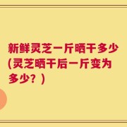 新鲜灵芝一斤晒干多少(灵芝晒干后一斤变为多少？)