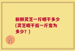 新鲜灵芝一斤晒干多少(灵芝晒干后一斤变为多少？)