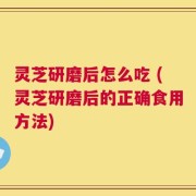 灵芝研磨后怎么吃 (灵芝研磨后的正确食用方法)