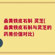 桑黄铁皮石斛 灵芝(桑黄铁皮石斛与灵芝的药用价值对比)