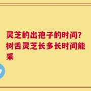 灵芝的出孢子的时间？树舌灵芝长多长时间能采