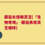 蘑菇长得跟灵芝(「生物奇观」-蘑菇再现灵芝模样)