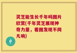 灵芝能生长千年吗图片欣赏(千年灵芝展现神奇力量，看图发现不同凡响)