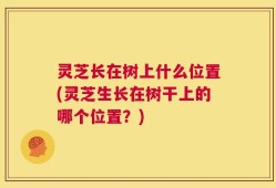 灵芝长在树上什么位置(灵芝生长在树干上的哪个位置？)