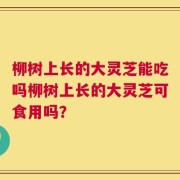 柳树上长的大灵芝能吃吗柳树上长的大灵芝可食用吗？