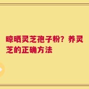 晾晒灵芝孢子粉？养灵芝的正确方法