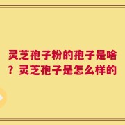 灵芝孢子粉的孢子是啥？灵芝孢子是怎么样的