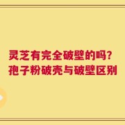 灵芝有完全破壁的吗？孢子粉破壳与破壁区别