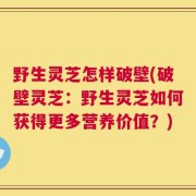 野生灵芝怎样破壁(破壁灵芝：野生灵芝如何获得更多营养价值？)