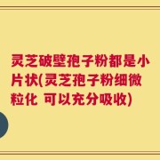 灵芝破壁孢子粉都是小片状(灵芝孢子粉细微粒化 可以充分吸收)
