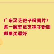 广东灵芝孢子粉图片？紫一破壁灵芝孢子粉到哪里买最好