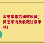 灵芝采集后如何收藏(灵芝采摘及收藏注意事项)