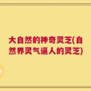 大自然的神奇灵芝(自然界灵气逼人的灵芝)