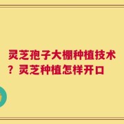 灵芝孢子大棚种植技术？灵芝种植怎样开口
