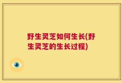 野生灵芝如何生长(野生灵芝的生长过程)