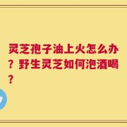 灵芝孢子油上火怎么办？野生灵芝如何泡酒喝？