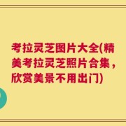 考拉灵芝图片大全(精美考拉灵芝照片合集，欣赏美景不用出门)